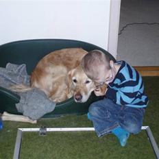 Golden retriever Caseih