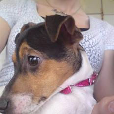 Dansk svensk gaardhund Pusle