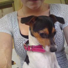 Dansk svensk gaardhund Pusle