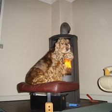 Cocker spaniel Hejpas trupadur