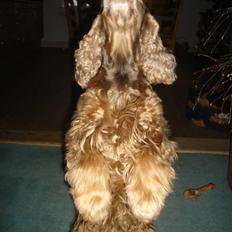 Cocker spaniel Hejpas trupadur