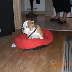 Engelsk bulldog Jørgen