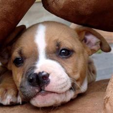 Amerikansk staffordshire terrier Bailey The Little Boss