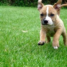 Amerikansk staffordshire terrier Bailey The Little Boss