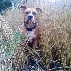 Amerikansk staffordshire terrier Bailey The Little Boss