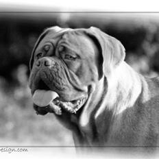 Dogue de bordeaux Sara