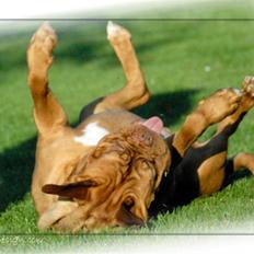 Dogue de bordeaux Sara