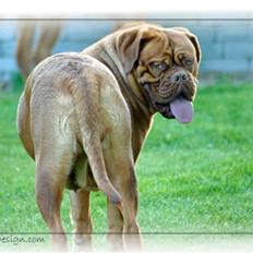Dogue de bordeaux Sara
