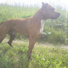 Blanding af racer R.I.P Miklo