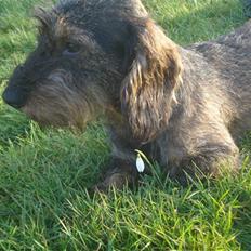 Gravhund nissebandensYannik(rufus)