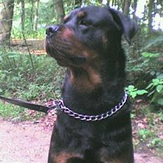 Rottweiler tyson