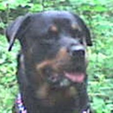 Rottweiler tyson