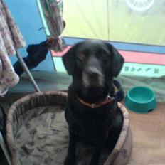 Labrador retriever sabbi