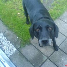 Labrador retriever sabbi