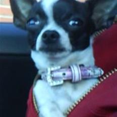Chihuahua Tøzen *R.I.P. savner diig