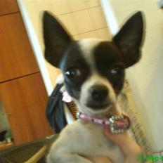 Chihuahua Tøzen *R.I.P. savner diig