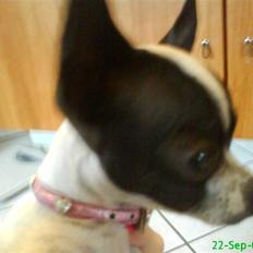 Chihuahua Tøzen *R.I.P. savner diig