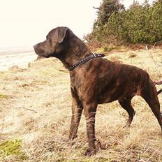 Blanding af racer Aiko