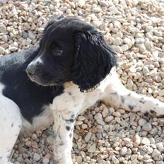 Engelsk springer spaniel Amy