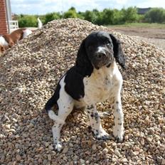 Engelsk springer spaniel Amy