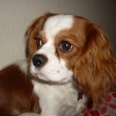 Cavalier king charles spaniel Cavasoles Nuggi