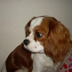 Cavalier king charles spaniel Cavasoles Nuggi