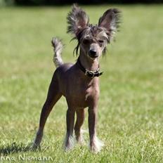 Chinese crested hårløs Mexi Shico-Liv