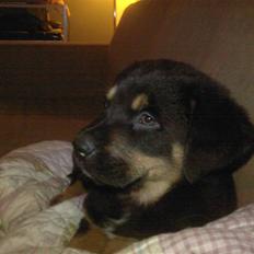 Blanding af racer Bailey <3