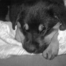 Blanding af racer Bailey <3