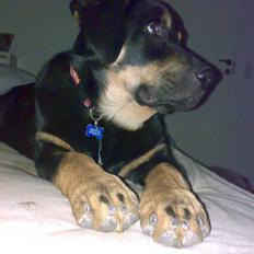 Blanding af racer Bailey <3