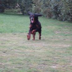 Gordon setter HØJTOFTE'S I Clyde*R.I.P*