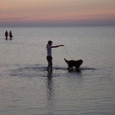 Gordon setter HØJTOFTE'S I Clyde*R.I.P*