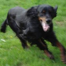 Gordon setter RUKILA'S Clive