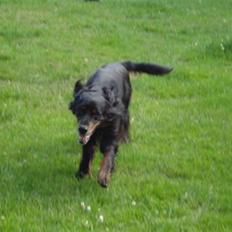 Gordon setter RUKILA'S Clive