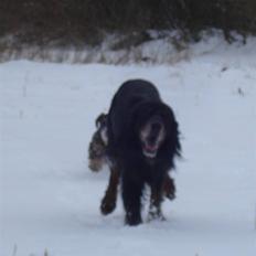 Gordon setter RUKILA'S Clive