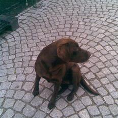 Labrador retriever Luna