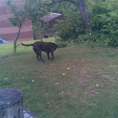 Labrador retriever Luna