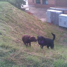 Labrador retriever Luna