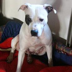 Amerikansk staffordshire terrier KIRI