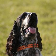 Cocker spaniel Aldur (Blue Roan)