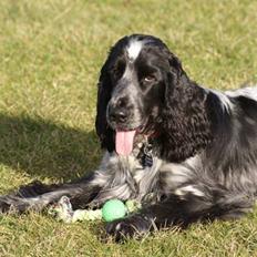 Cocker spaniel Aldur (Blue Roan)