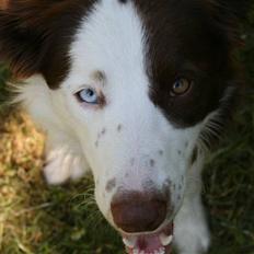 Border collie Balto