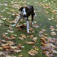 Border collie Balto