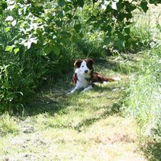 Border collie Balto
