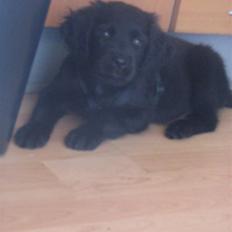 Blanding af racer Gustav