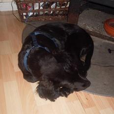 Blanding af racer Gustav