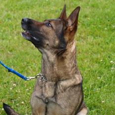 Schæferhund Dj'appes Ippe R.I.P.