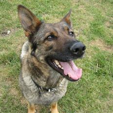 Schæferhund Dj'appes Ippe R.I.P.