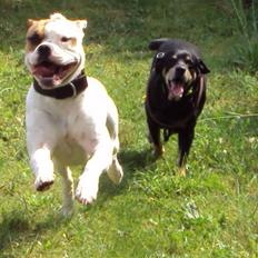 Blanding af racer SIGURD himmel hund ??