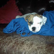 Blanding af racer SIGURD himmel hund ??